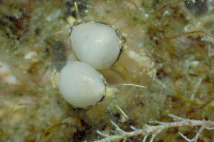 Granulina marginata